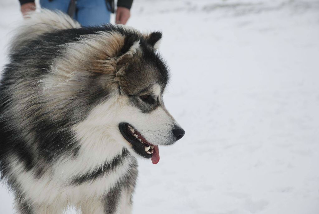 Alaskan Diamond Lincoln for freedom, dit loki