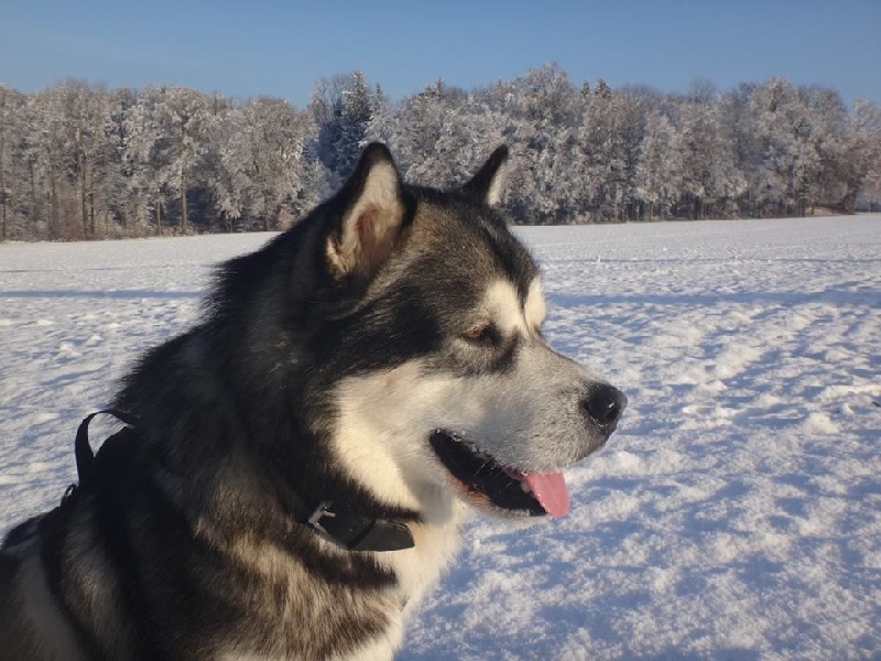 Alaskan Diamond Journey through life