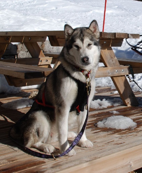 CH. Alaskan Diamond Laïka divine princess
